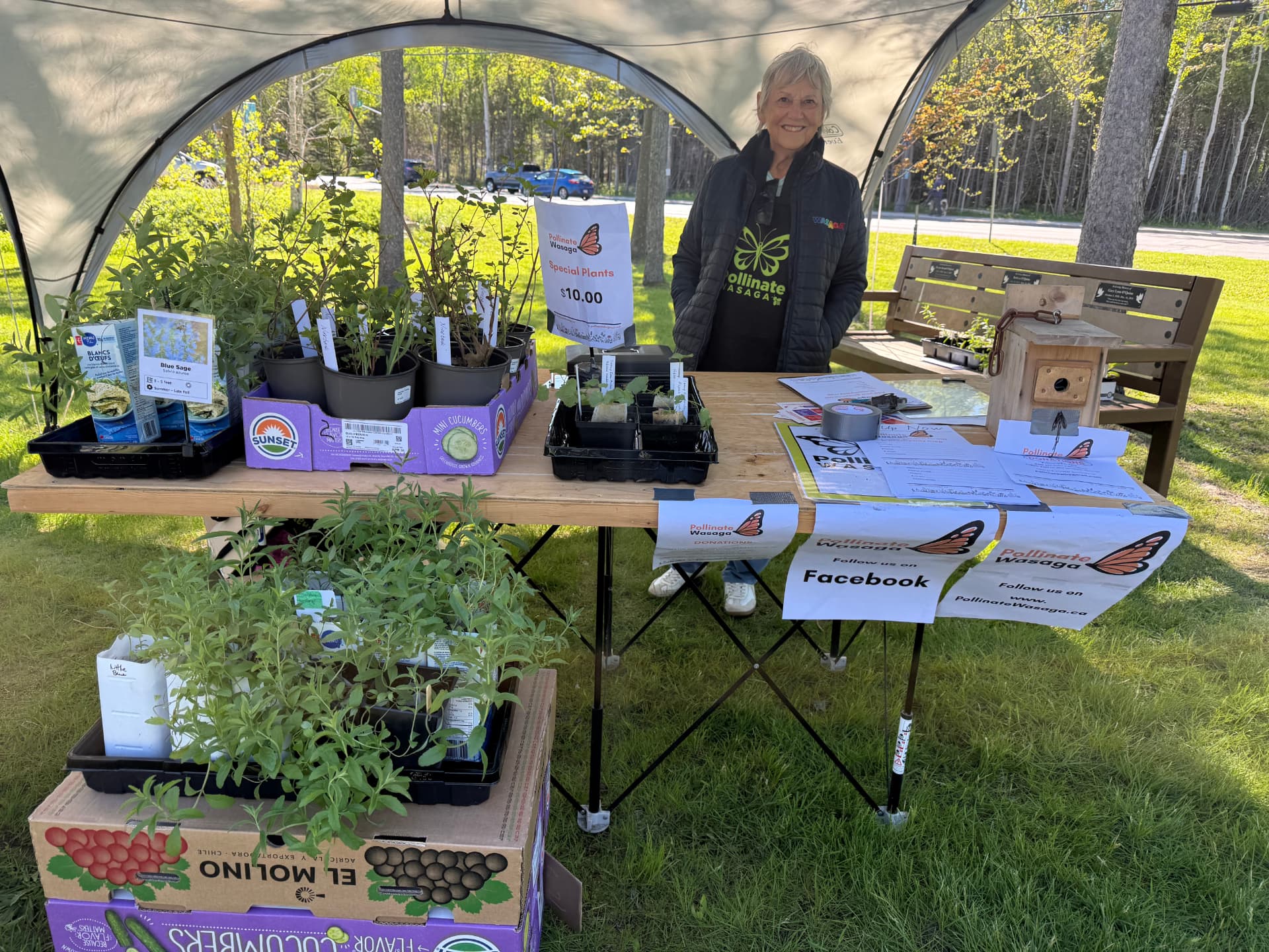 Faye Ego volunteering at a Pollinate Wasaga plant sale